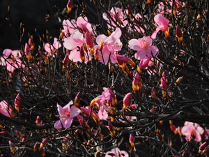 DSCN9740