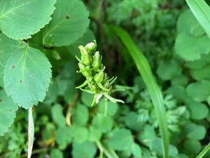 IMG_1120