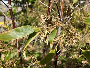 IMG_2579