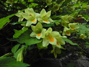 DSCN0010