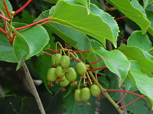 DSCN9511