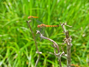 DSCN0246
