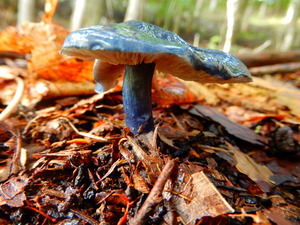 DSCN0260