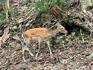 IMG_5793