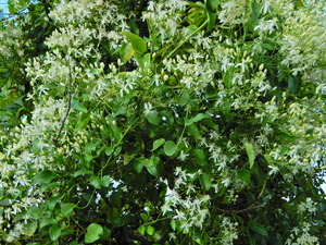 DSCN0039