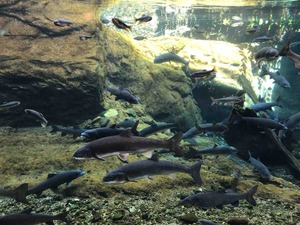 IMG_8594