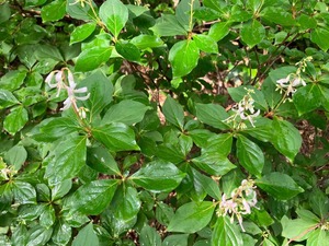 IMG_1206