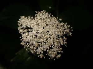 P6082976