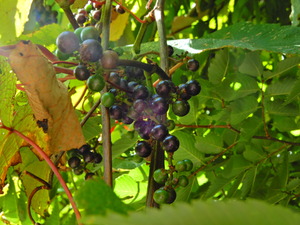 DSCN0133