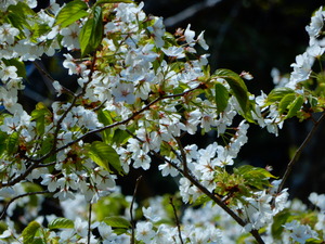 DSCN0219