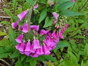 DSCN9805