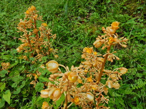 DSCN0348