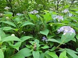 DSCN0303