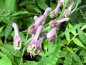 IMG_2521