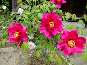DSCN9293