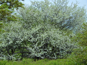 DSCN9527