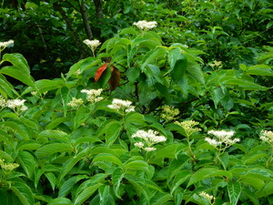 DSCN0181