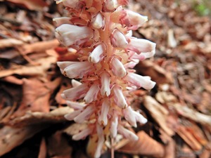 DSCN0043