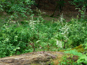 DSCN0631