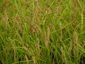 DSCN0136