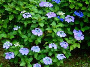 DSCN0049
