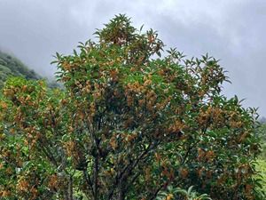 IMG_2733