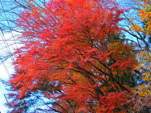 DSCN9537