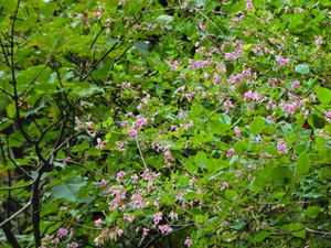 DSCN9690