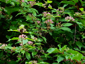 DSCN0290