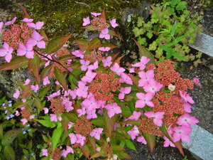 DSCN0198