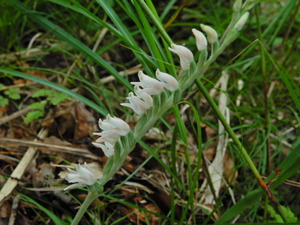 DSCN0232