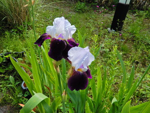 DSCN0340