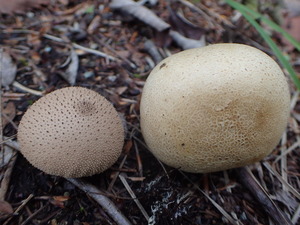 P9301326