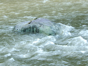 DSCN0463