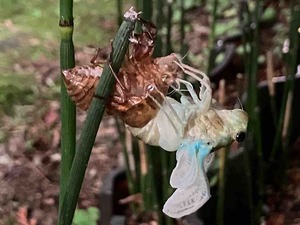 IMG_1601