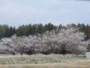 DSCN9508