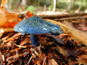 DSCN0261
