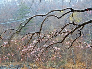 DSCN2244