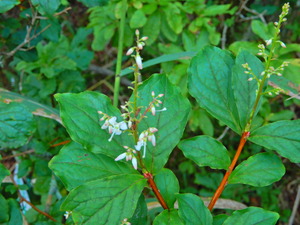 DSCN0185