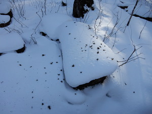 DSCN0281
