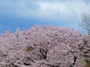 DSCN9951