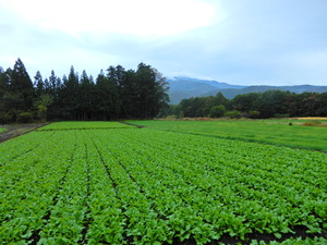 DSCN9747