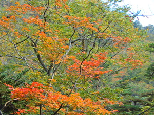 DSCN0223