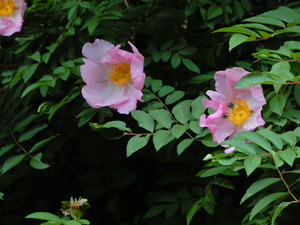 DSCN9706