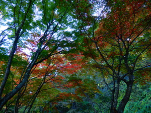 DSCN0111