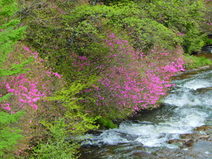 DSCN9781