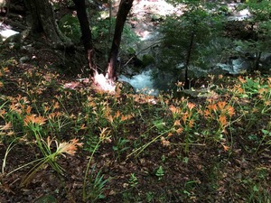 IMG_5278