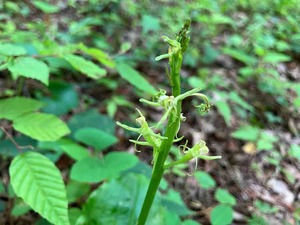 IMG_0092