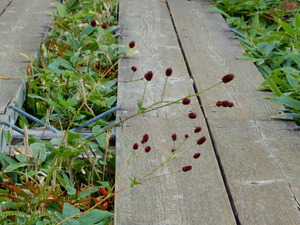 DSCN9387