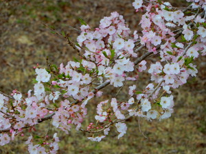 DSCN0650
